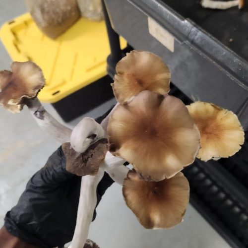 Mushrooms 7