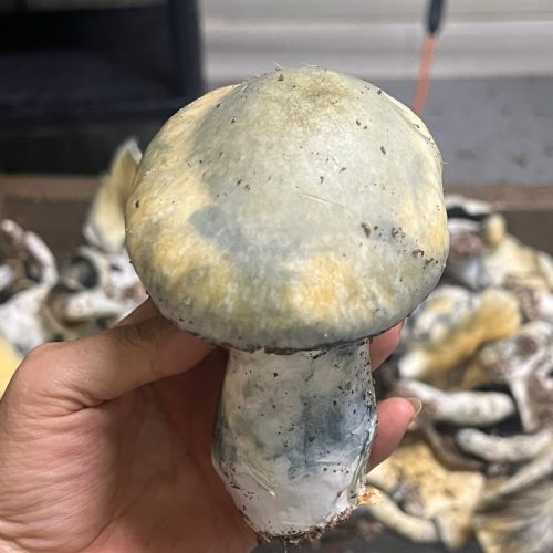 Mushrooms 3